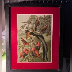 Vintage Framed Bird Art Print with Green Mat  8 X 10 Recycled 1898 Book Print